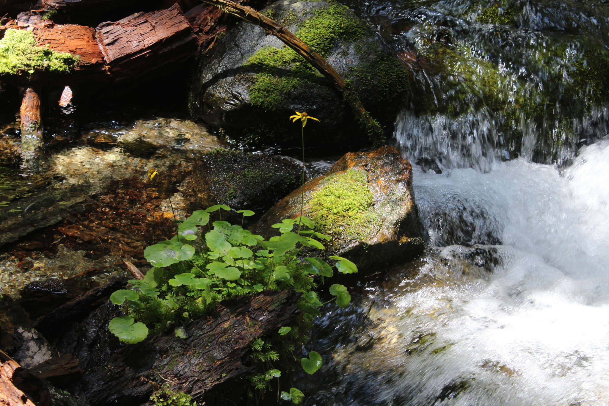 Plancia ëd Dolichorrhiza renifolia (C. A. Mey.) Galushko