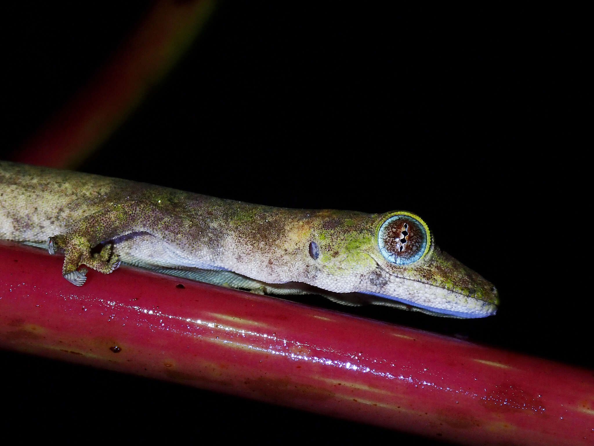 صورة Pseudogekko compresicorpus (Taylor 1915)