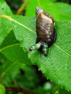 Image of amber snail