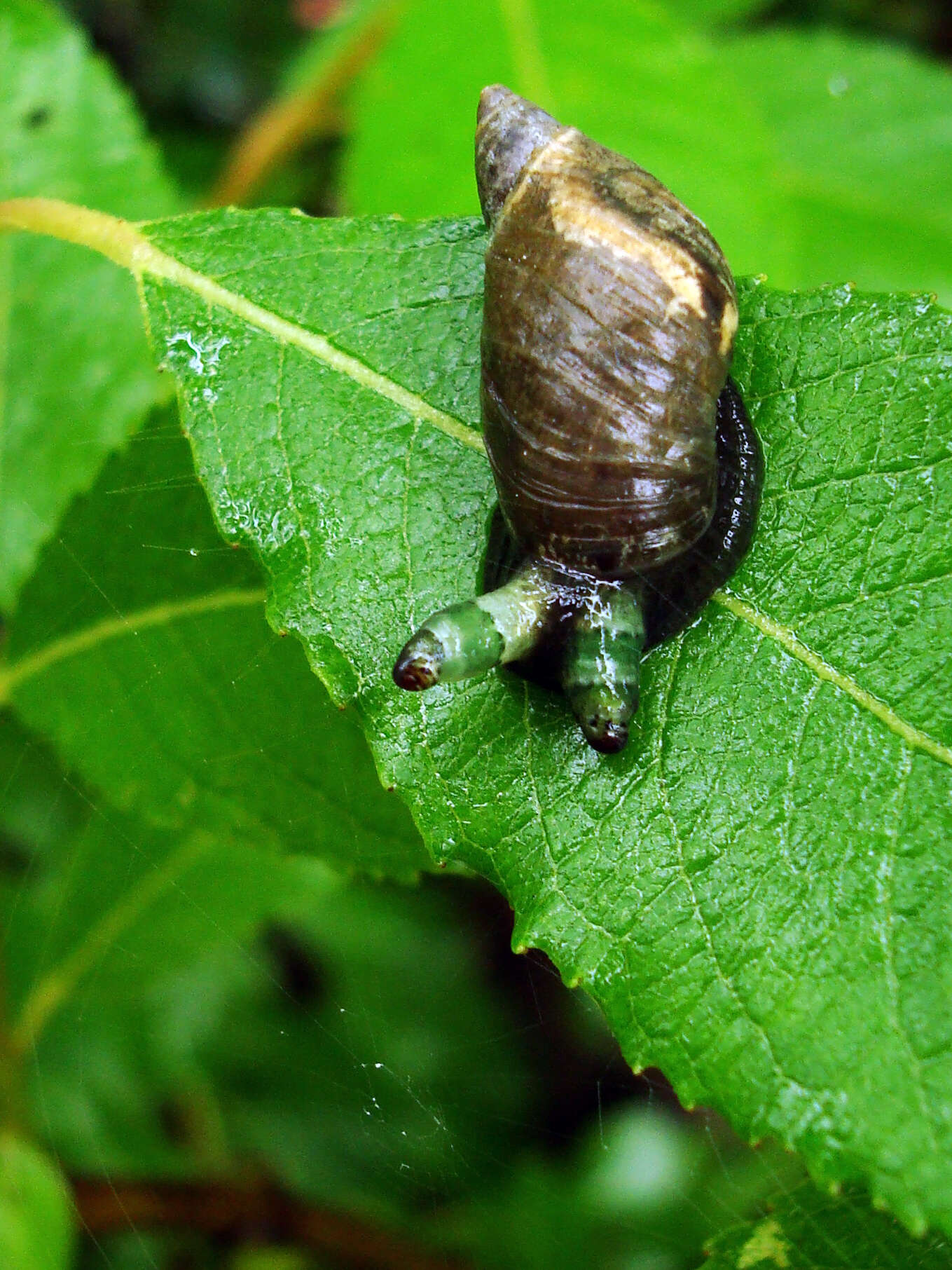 Image of amber snail