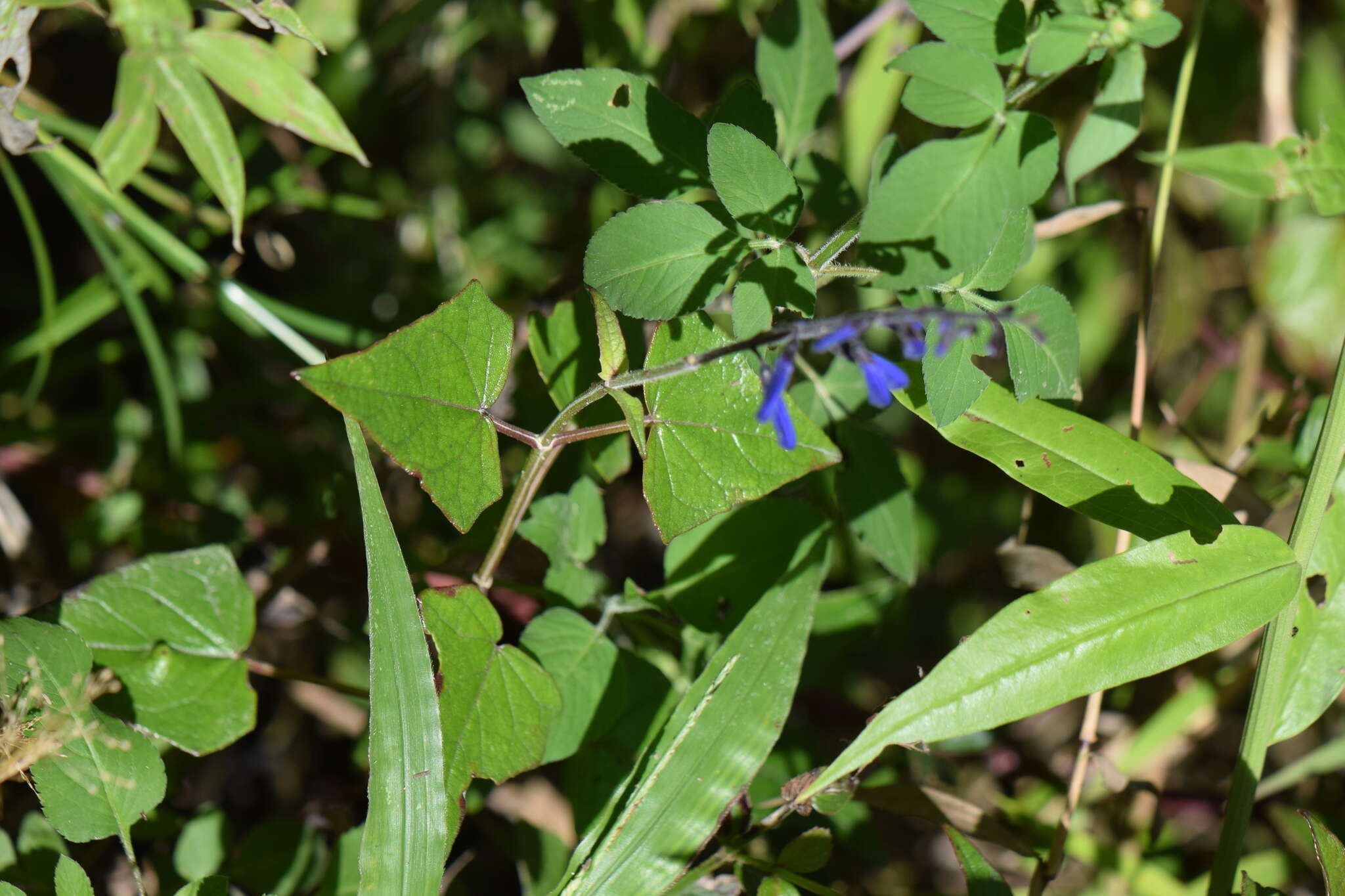 Image of Salvia cacaliifolia Benth.