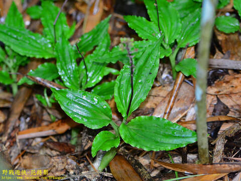 Image of Crepidium matsudae (Yamam.) Szlach.