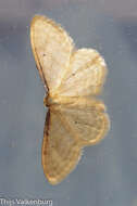 صورة Idaea bigladiata Herbulot 1975