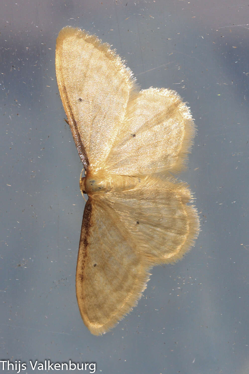 Image of Idaea bigladiata Herbulot 1975