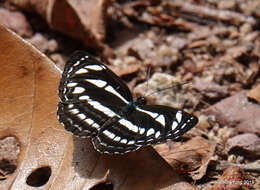 Image of Neptis leucoporus cresina