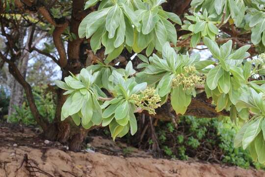 Image of Heliotropium arboreum (Blanco) Mabb.