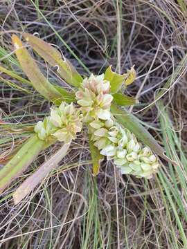 Image of Polygala albida Schinz