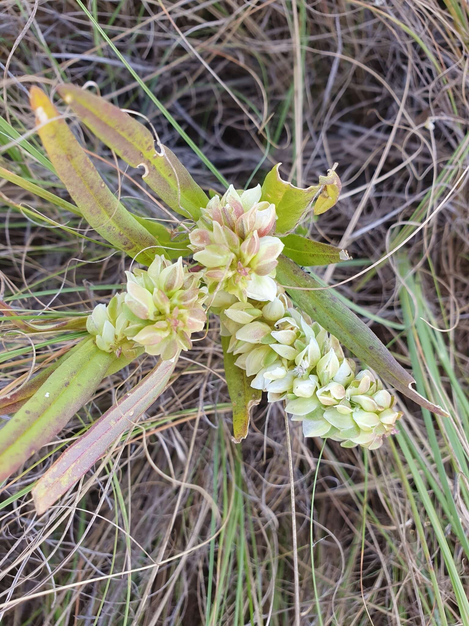 Image de Polygala albida Schinz