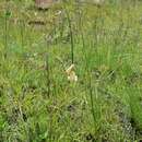 Image of Dierama luteoalbidum I. Verd.