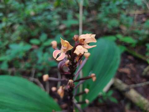 Imagem de Govenia matudae E. W. Greenw. & Soto Arenas