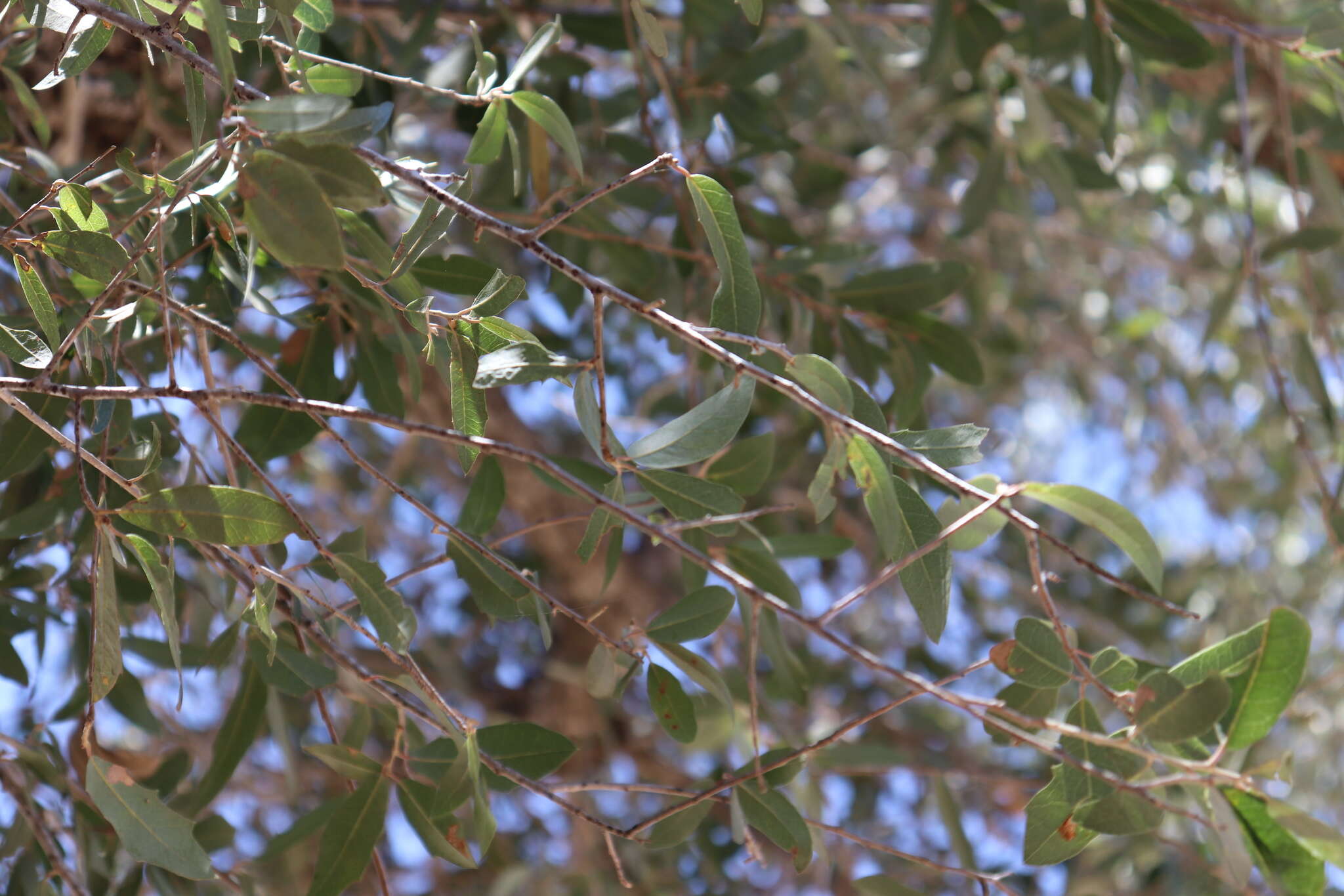 Image of Quercus devia Goldman