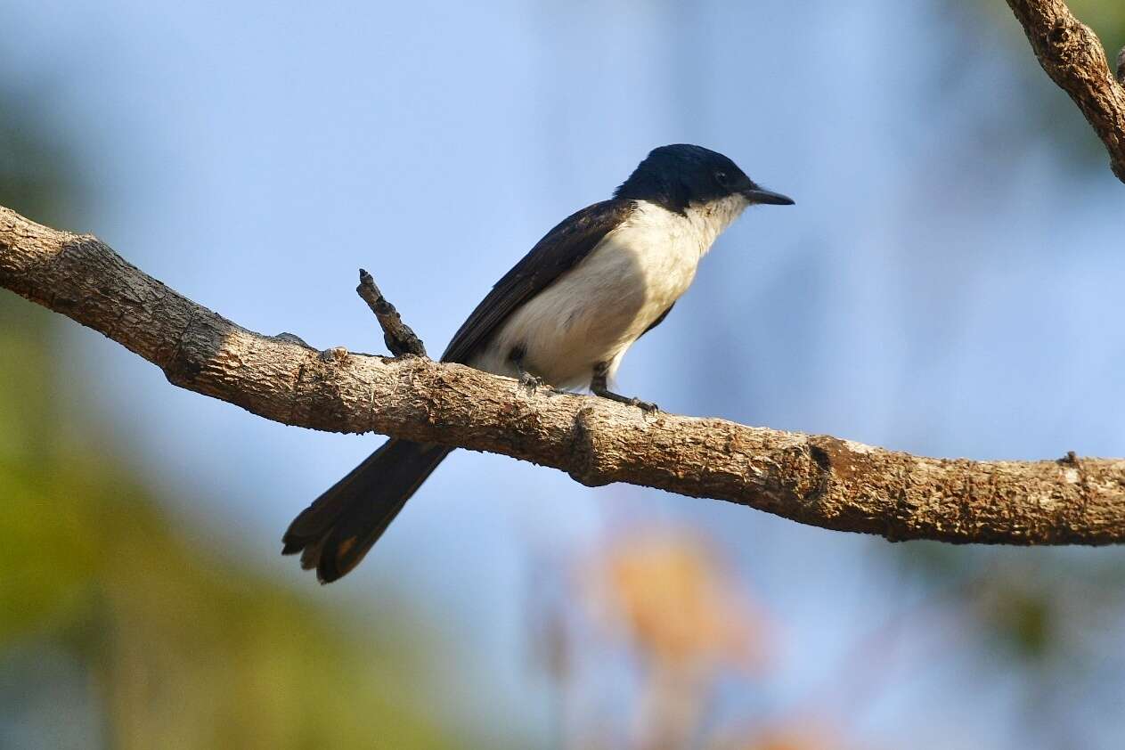 Imagem de Myiagra nana (Gould 1870)