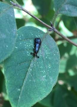 Image of Mystacides azureus (Linnaeus 1761)