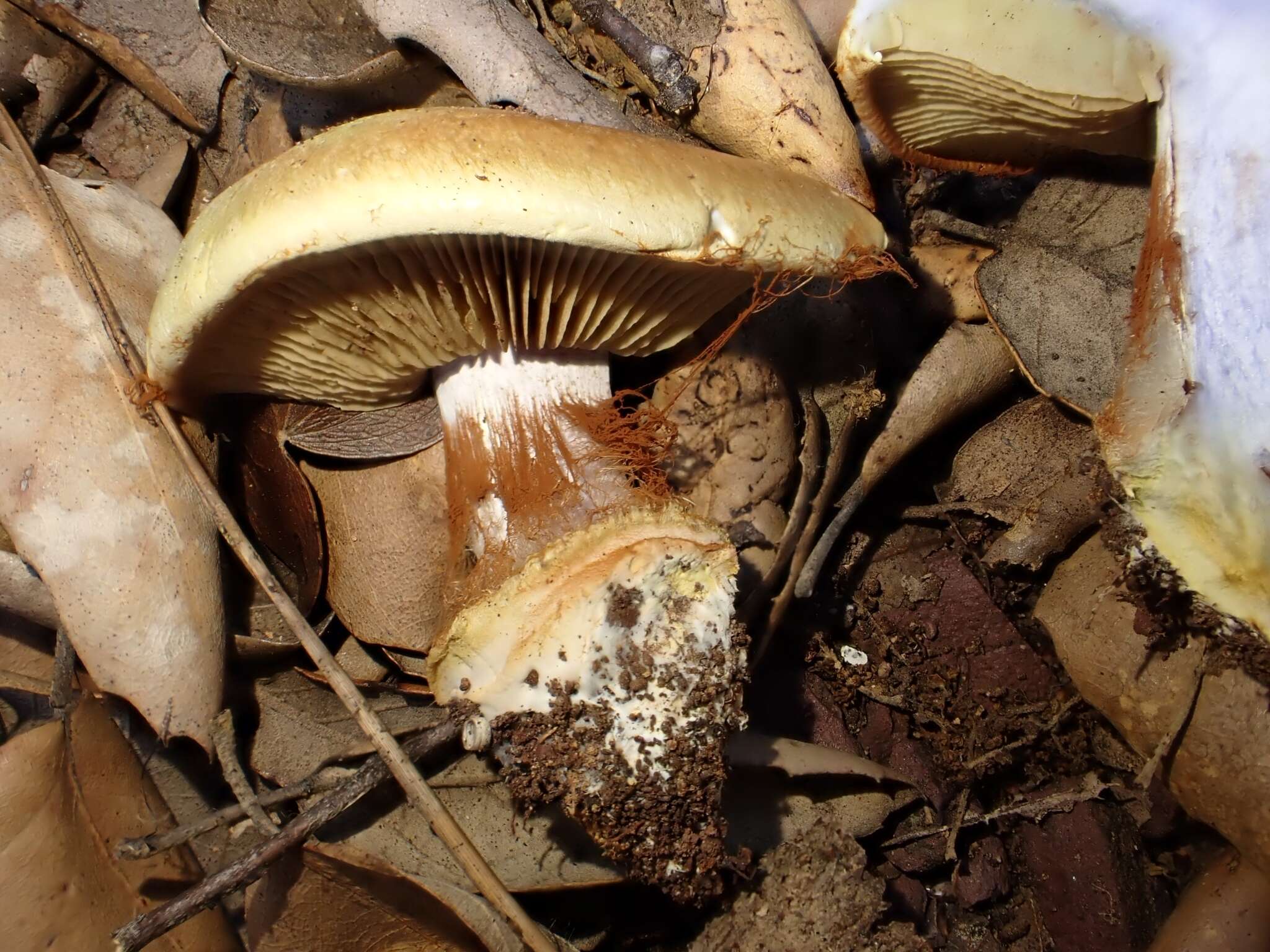 Image of Cortinarius cedretorum Maire 1914