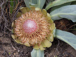 Image de Protea laevis R. Br.