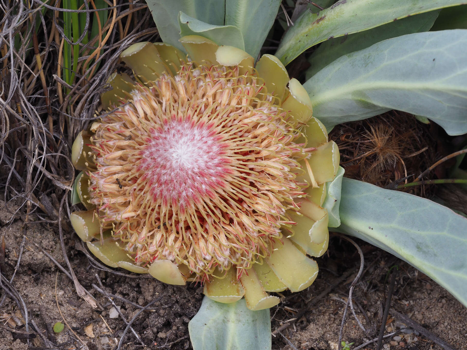 Image de Protea laevis R. Br.