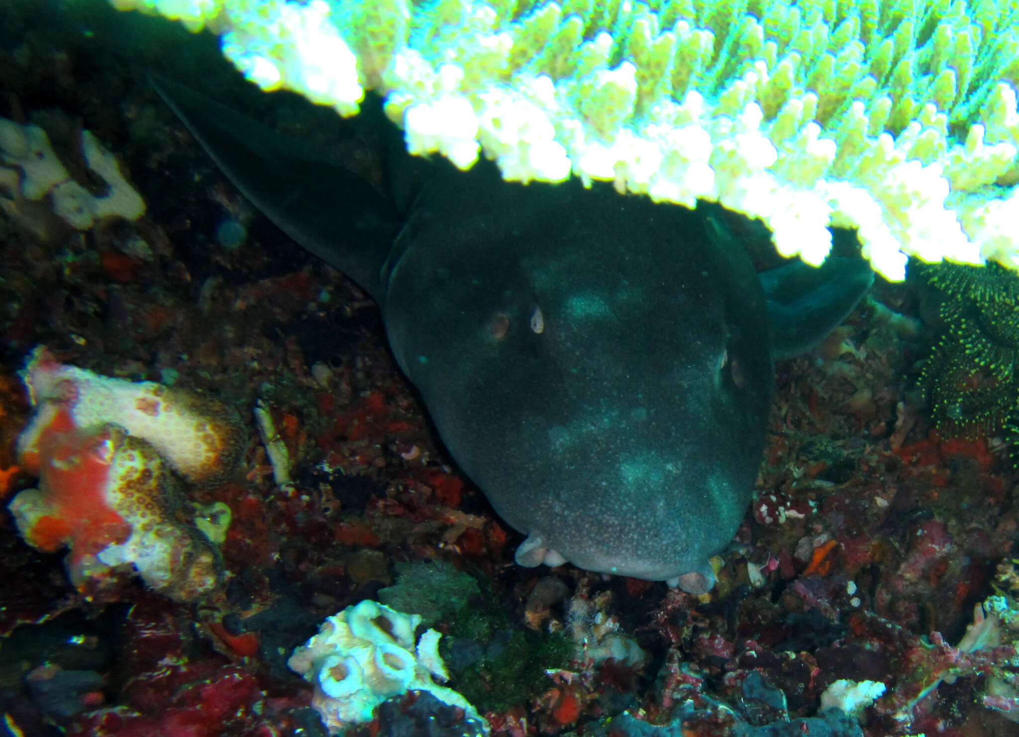 Image of Grey Bamboo Shark