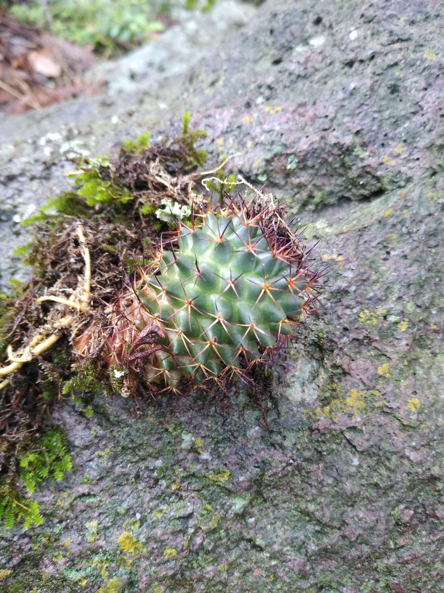 Imagem de Mammillaria polythele Mart.