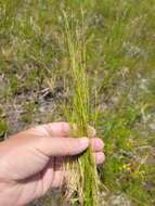 Image of Spreading Beak Sedge