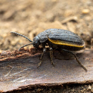 Image de Galeruca (Galeruca) rudis J. L. Le Conte 1857