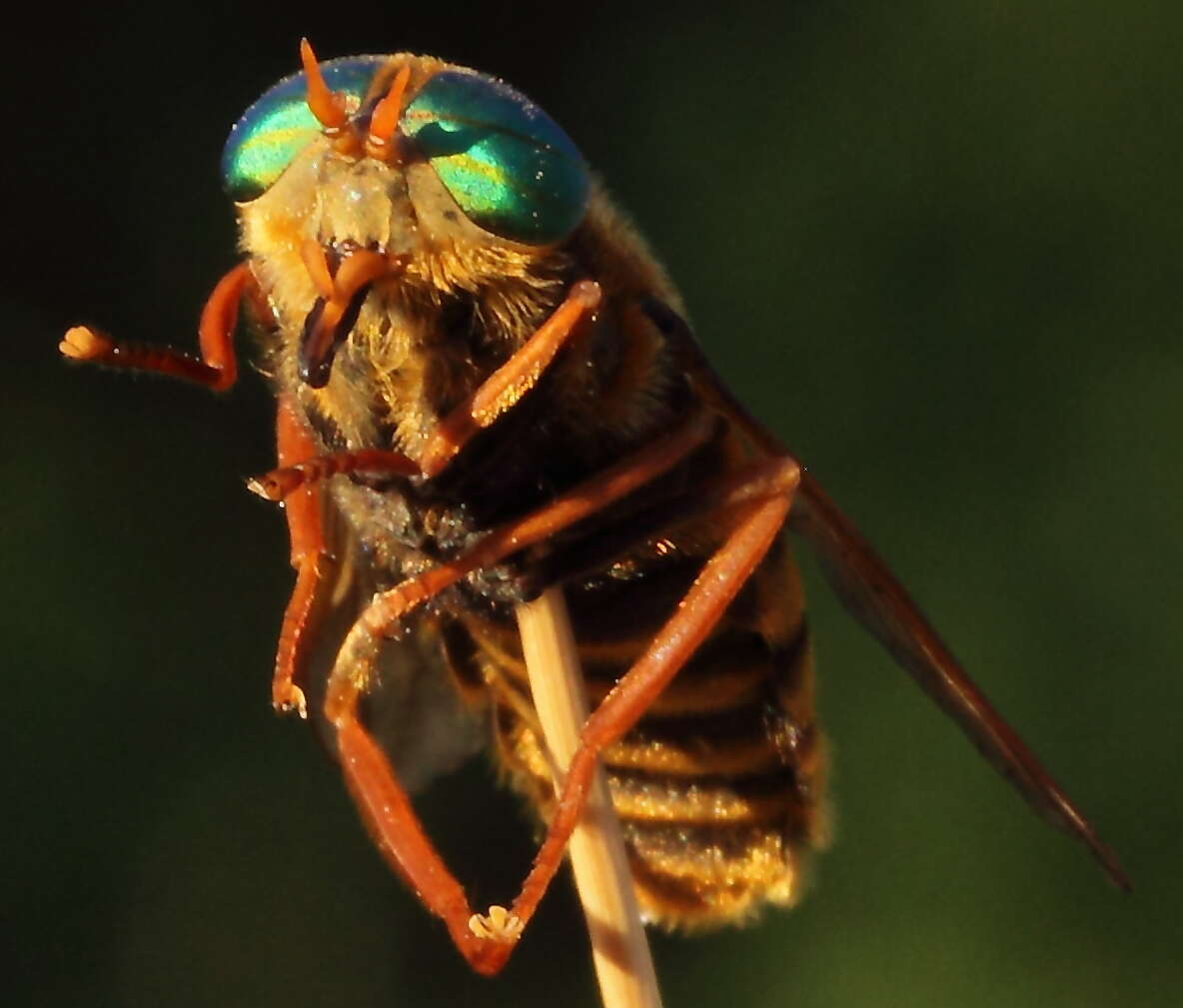 Image de Hybomitra tarandina (Linnaeus 1758)