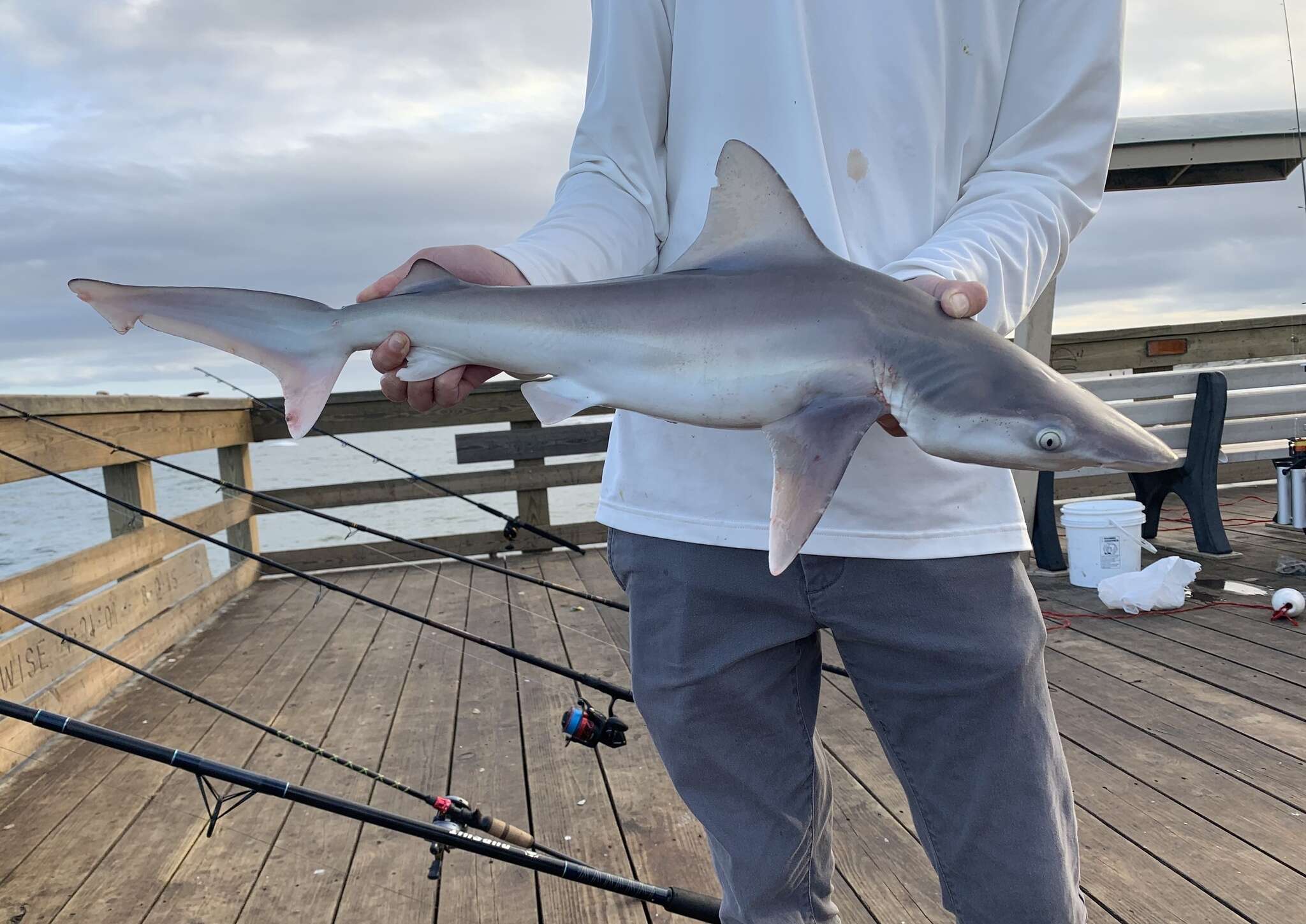 Image of Sandbar Shark