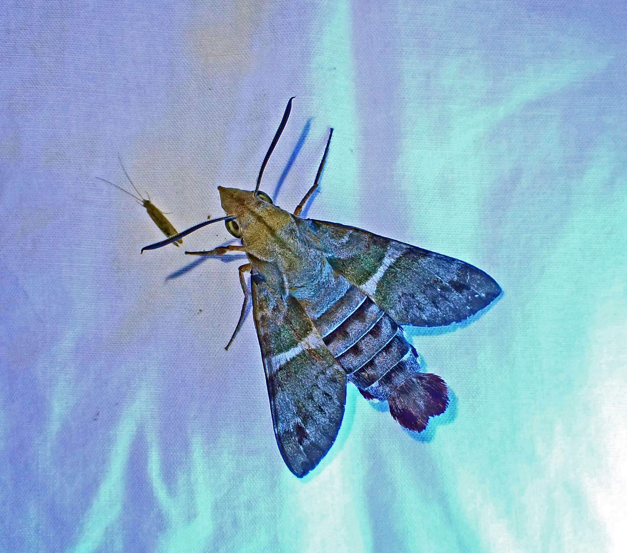 Image of Macroglossum errans