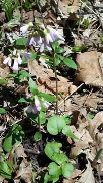 Image of Limestone Bittercress