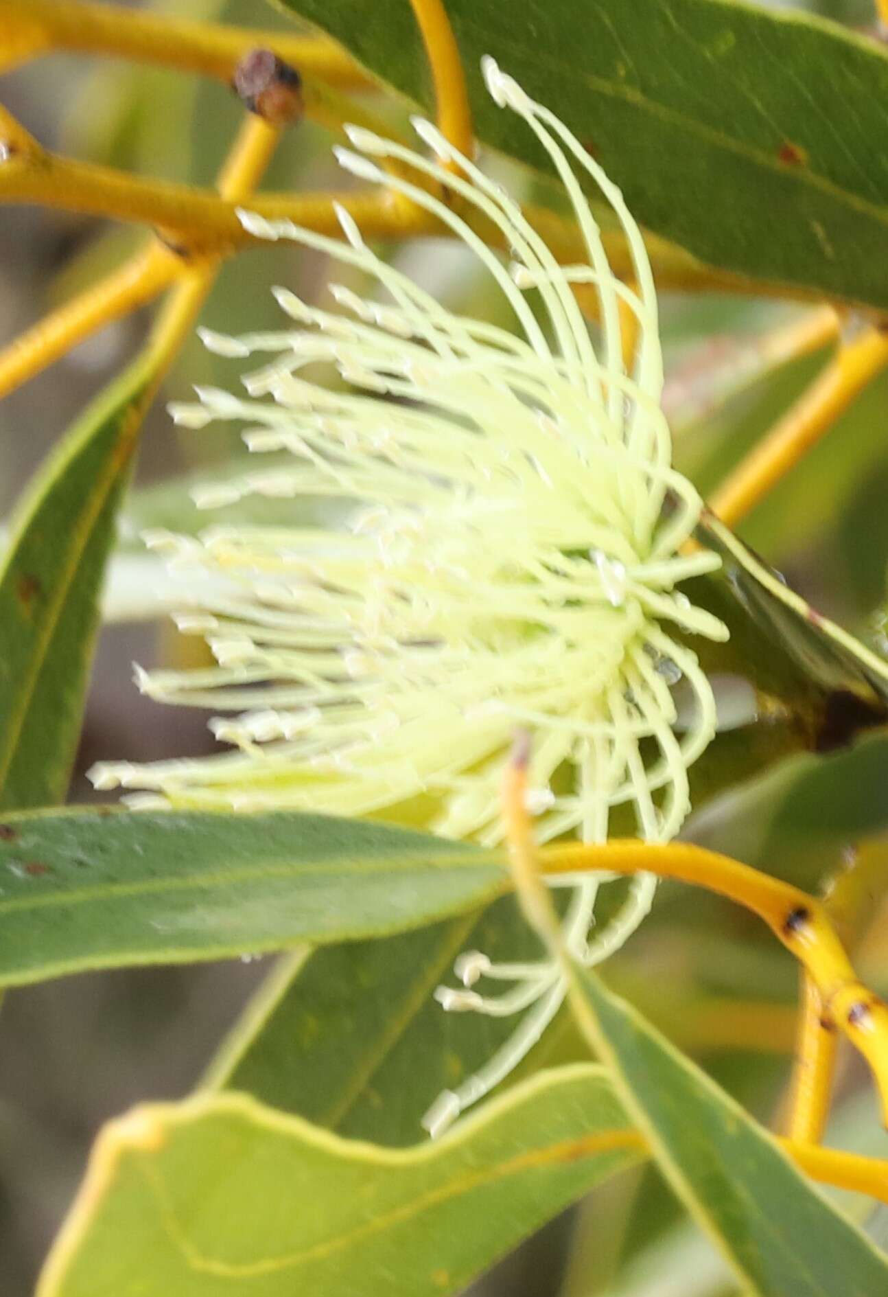 Image of Eucalyptus diminuta Brooker & Hopper