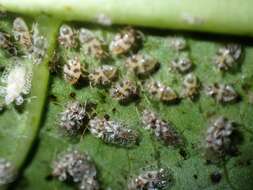 Image of Cotton lace bug