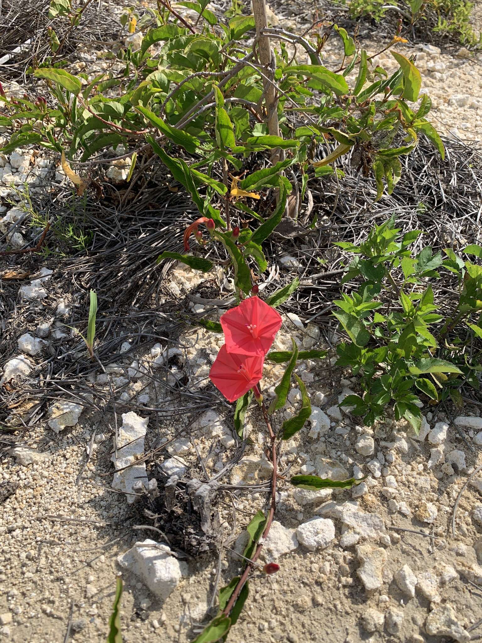 Слика од Ipomoea microdactyla Griseb.