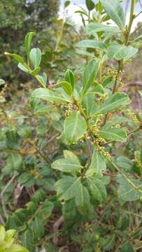 Слика од Ilex affinis Gardn.