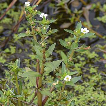 Слика од Gratiola virginiana L.