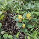 Image of Polygala reinii Franch. & Sav.