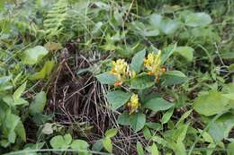 Image of Polygala reinii Franch. & Sav.