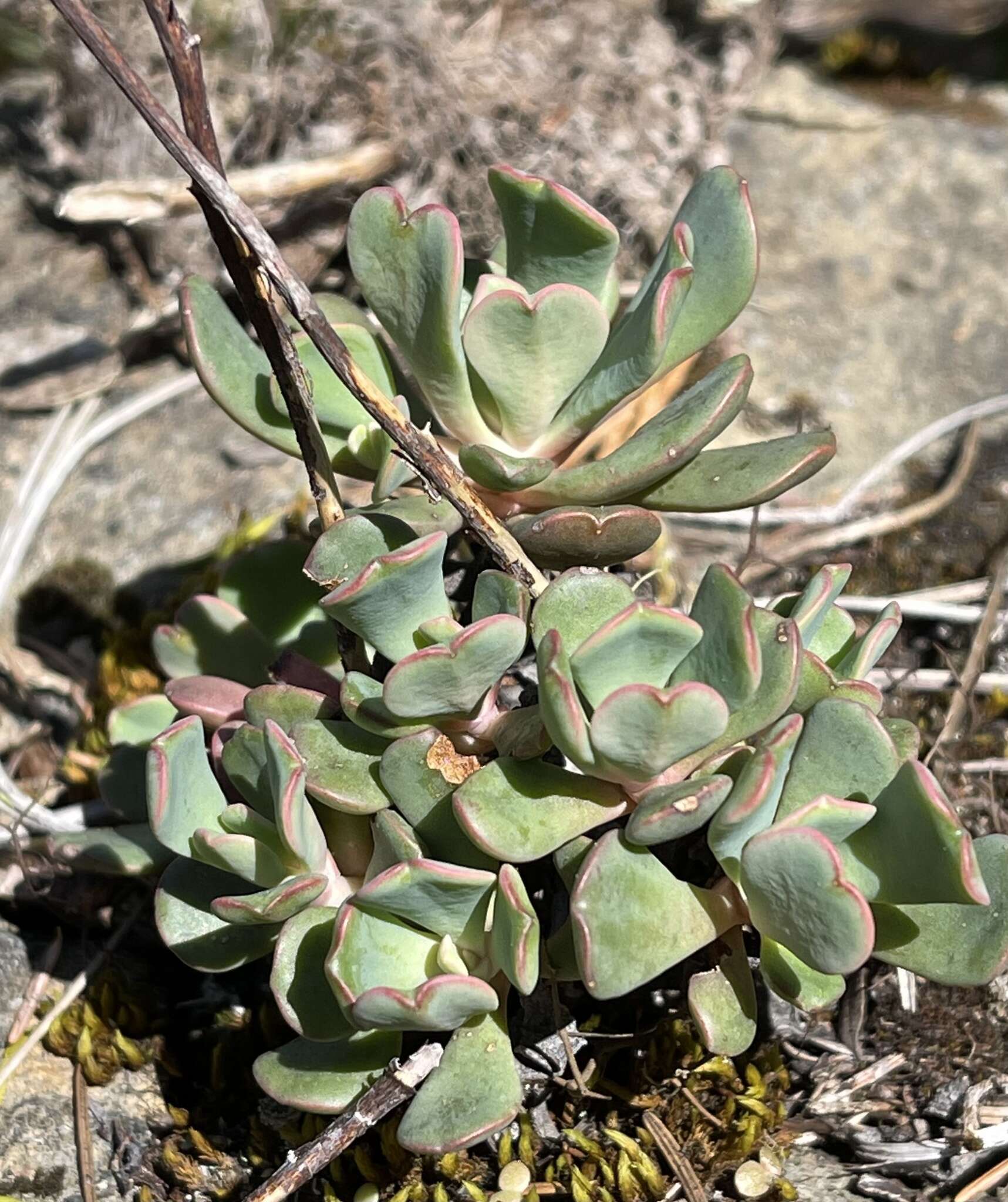 Image of roseflower stonecrop