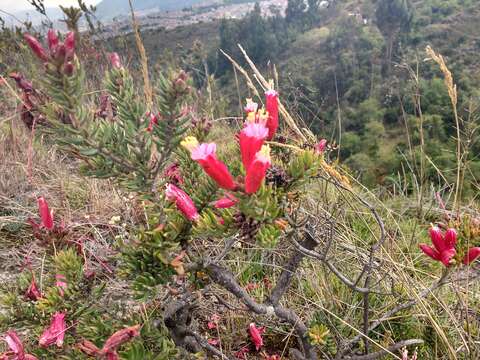 Image of Bejaria resinosa Mutis ex L. fil.