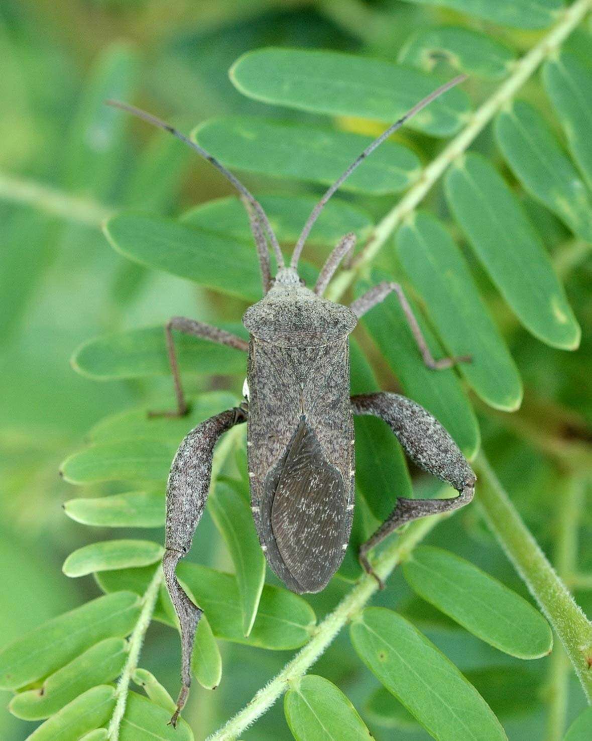 Слика од Mictis tenebrosa (Fabricius 1787)