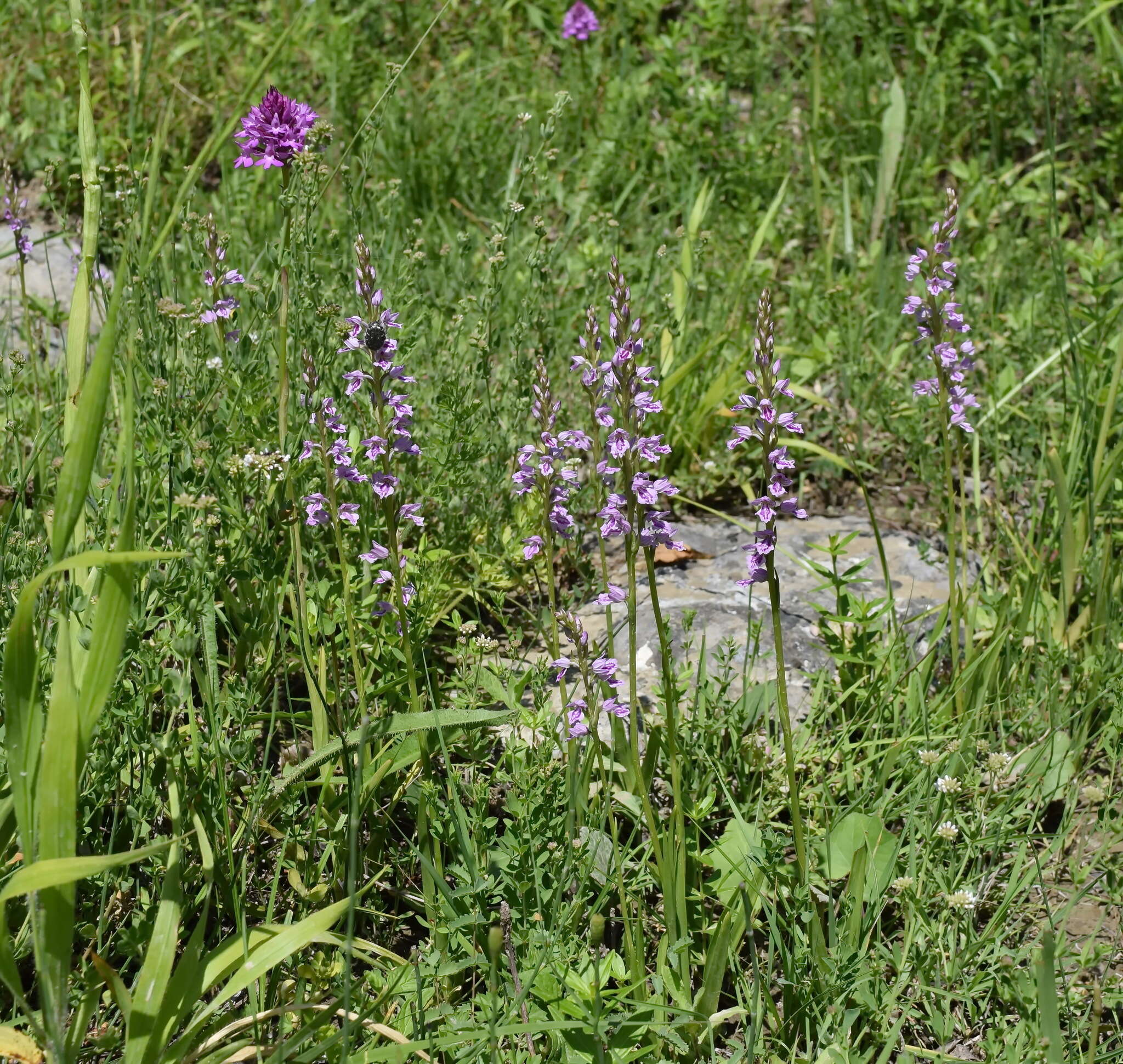 Image de Dactylorhiza iberica (M. Bieb. ex Willd.) Soó