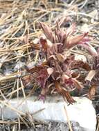 Image of flat-top broomrape