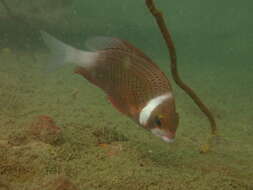 Image of Igcar monocle bream