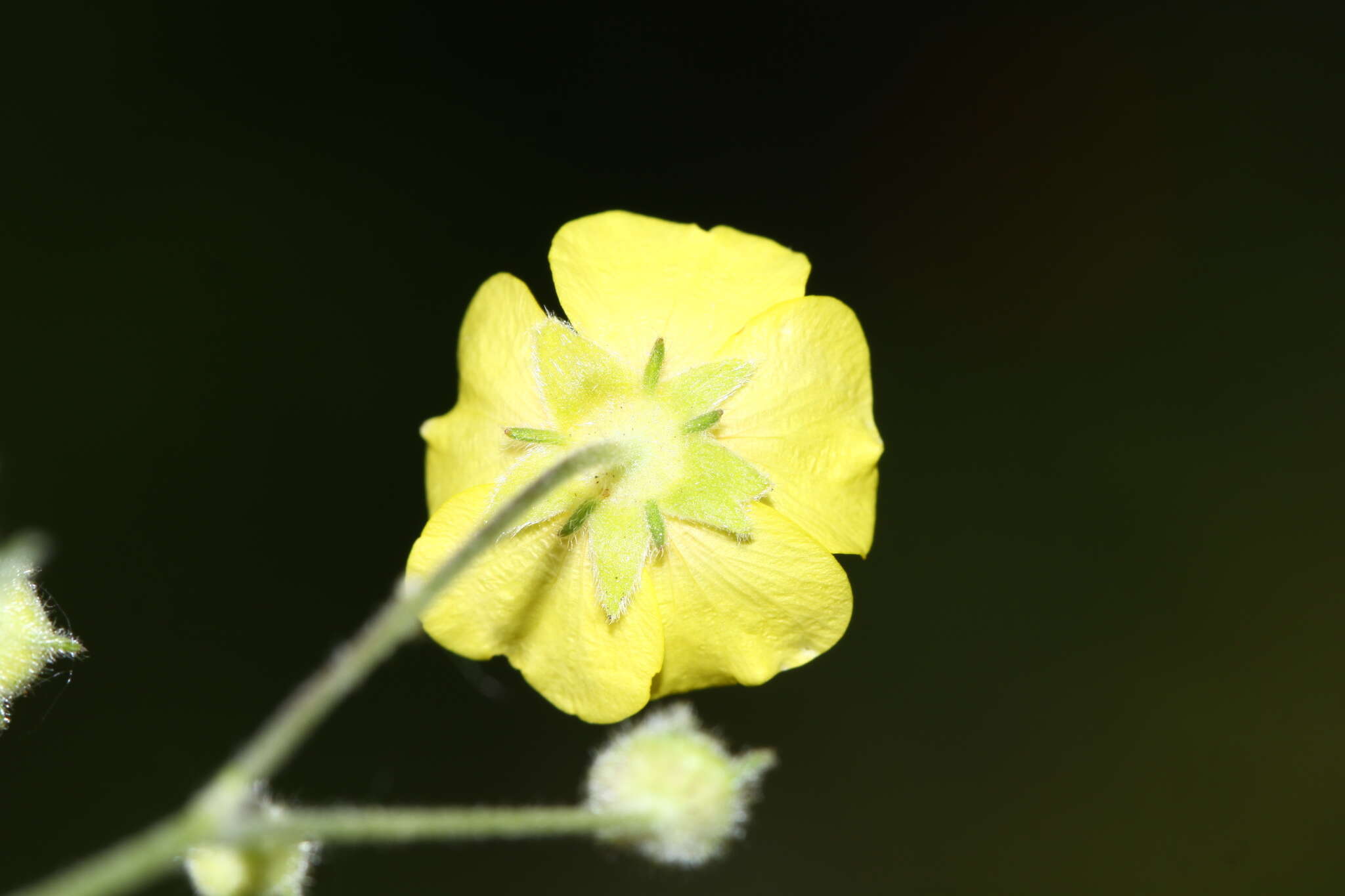 Image of snow cinquefoil