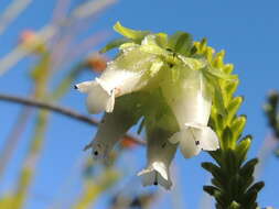 Image of Erica fairii Bolus