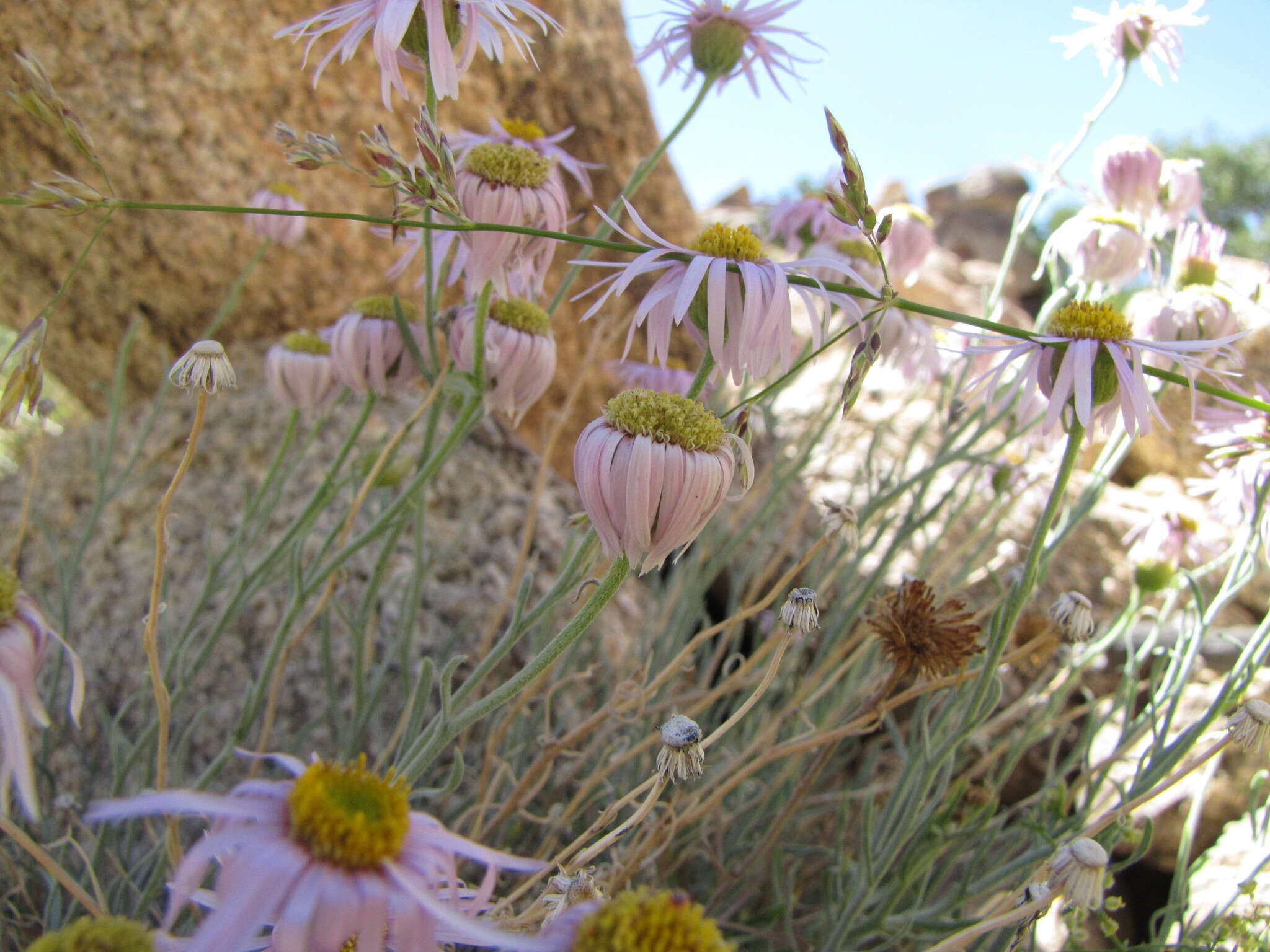 Erigeron parishii A. Gray resmi