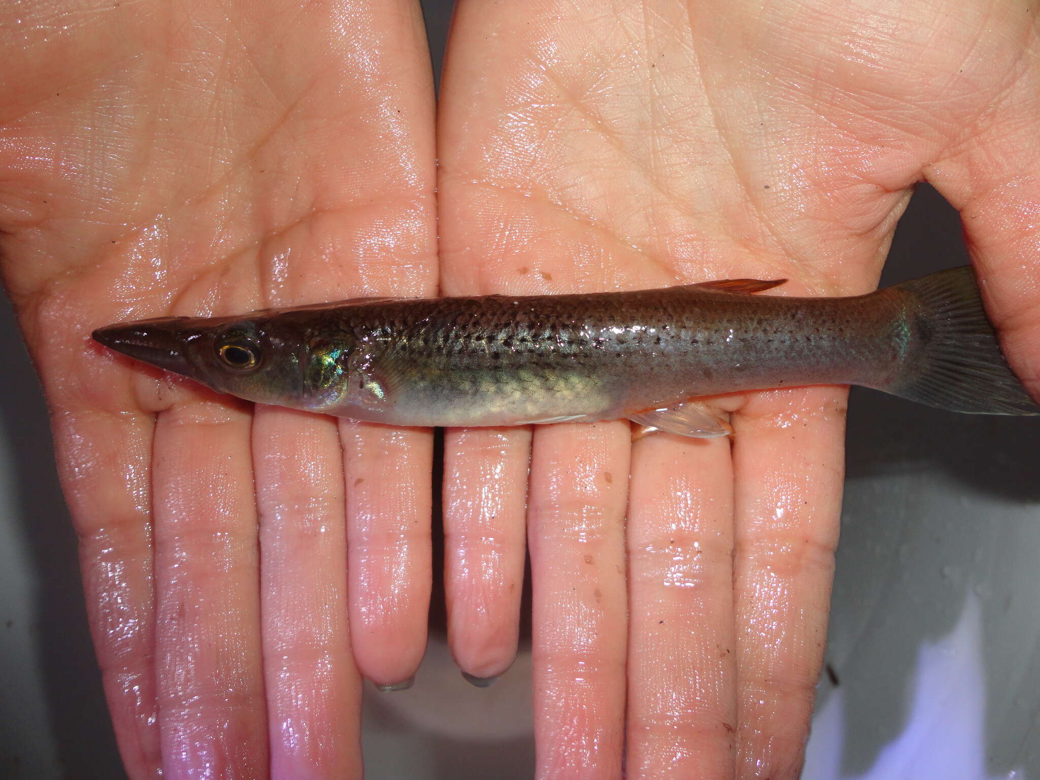 Image of Top minnow