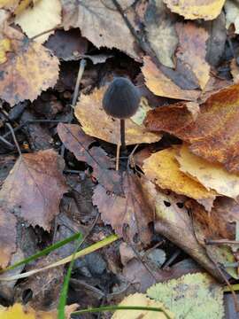 Image of Milk-drop mycena