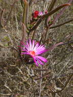 Image of Lampranthus spiniformis (Haw.) N. E. Br.