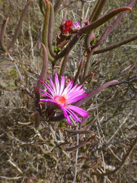 Image of Lampranthus spiniformis (Haw.) N. E. Br.