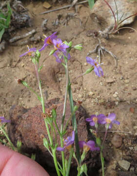 Image de Sutera halimifolia (Benth.) Kuntze