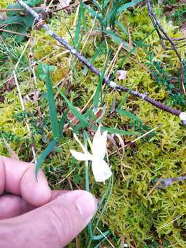 Narcissus triandrus L. resmi